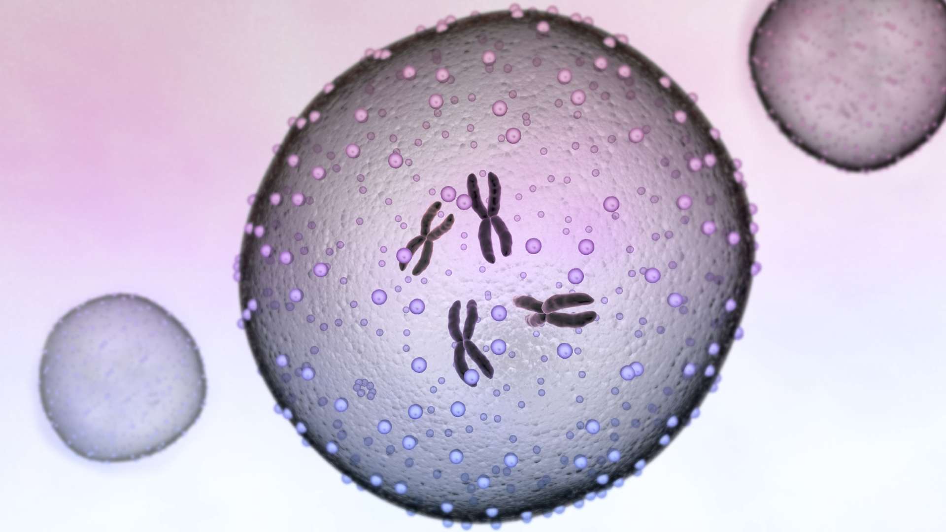 Zellkern Chromosomen Genomische Instabilitaet